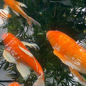 Meet your Posher, Bridget